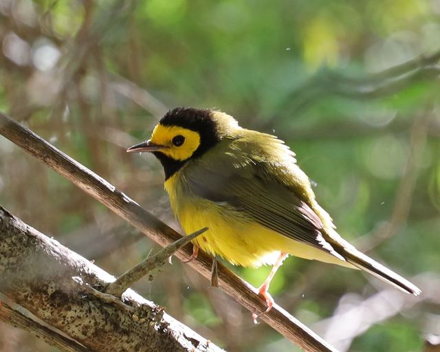 Hooded Warbler at Peveto Woods