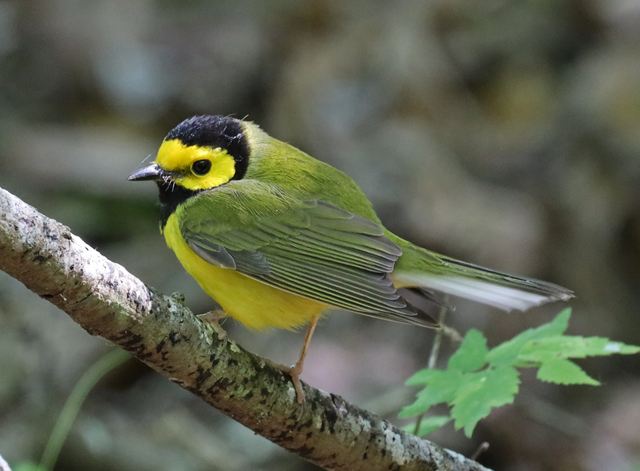 Hooded Warbler at Peveto Woods