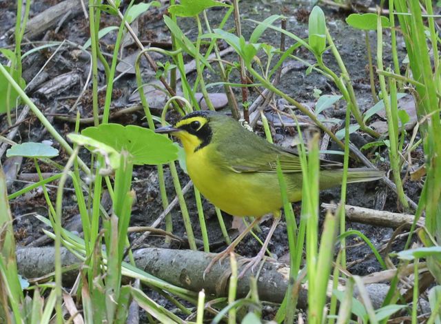 Kentucky Warbler at Peveto Woods