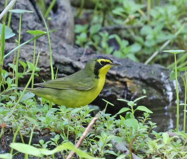 Kentucky Warbler at Peveto Woods