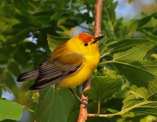 Prothonotary Warbler at Peveto Woods