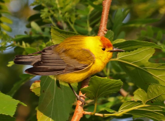 Prothonotary Warbler at Peveto Woods