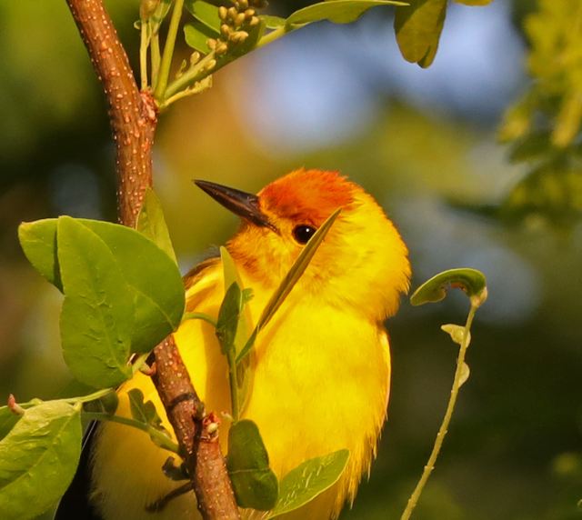 Prothonotary Warbler at Peveto Woods