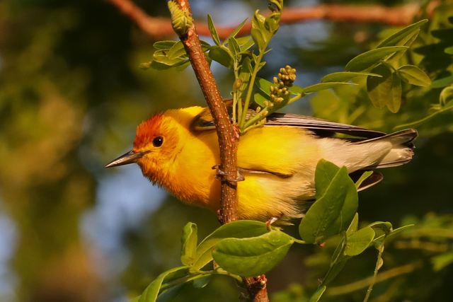 Prothonotary Warbler at Peveto Woods