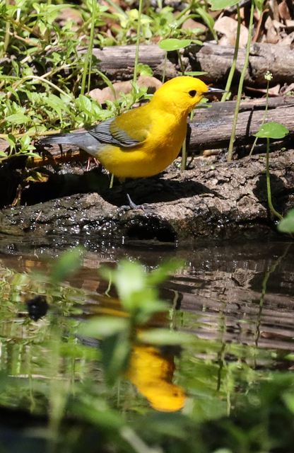Prothonotary Warbler at Peveto Woods