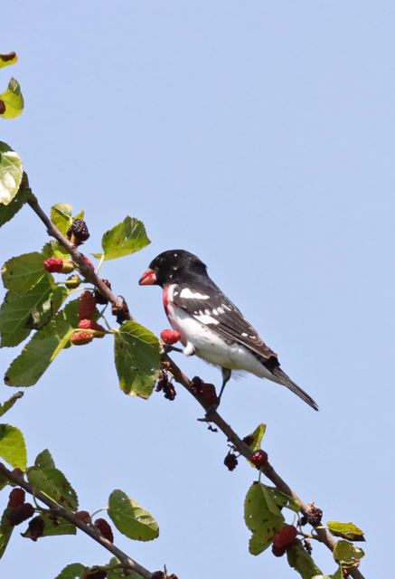 Rose-breasted Grosbeak at Peveto Woods