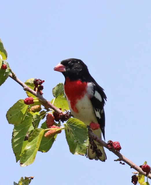 Rose-breasted Grosbeak at Peveto Woods