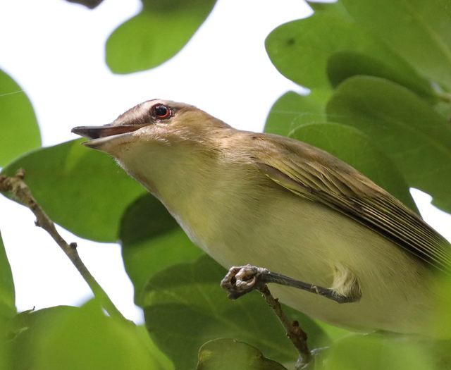 Red-eyed Vireo at Peveto Woods