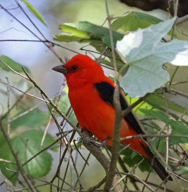 Scarlet Tanager at Peveto Woods