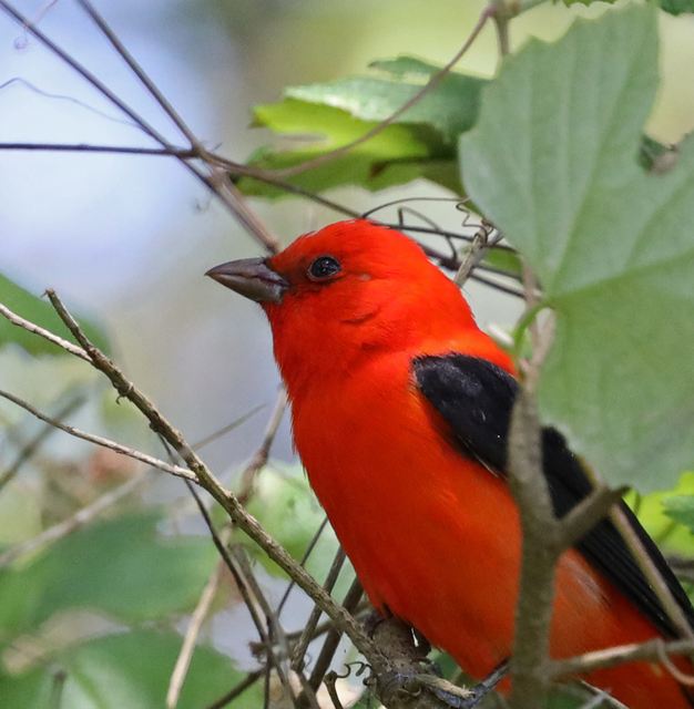 Scarlet Tanager at Peveto Woods