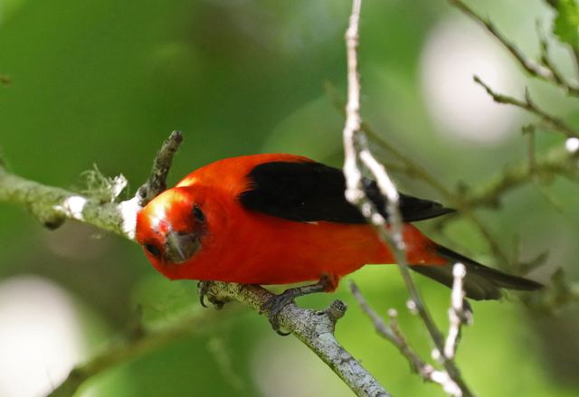 Scarlet Tanager at Peveto Woods