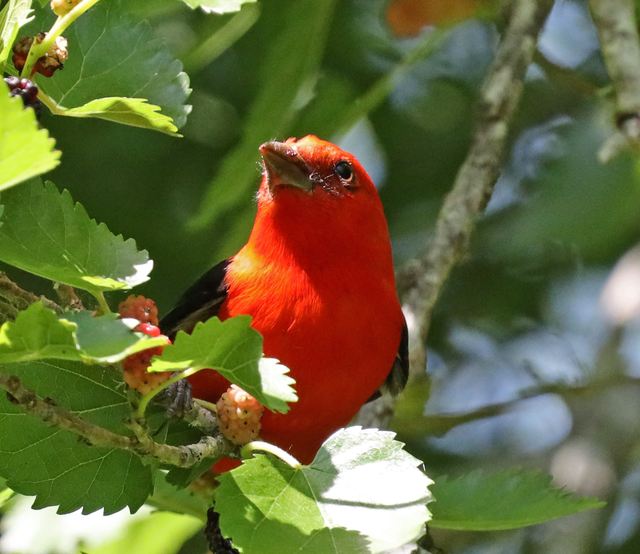 Scarlet Tanager at Peveto Woods