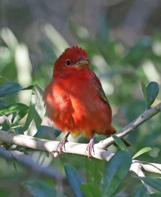 Summer Tanager at Peveto Woods