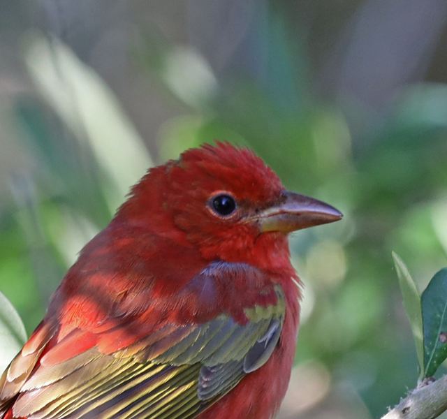 Summer Tanager at Peveto Woods