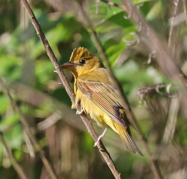Summer Tanager at Peveto Woods