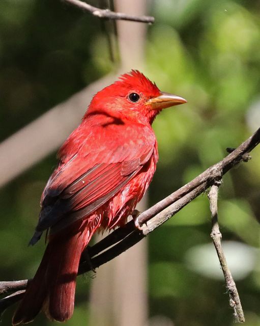 Summer Tanager at Peveto Woods
