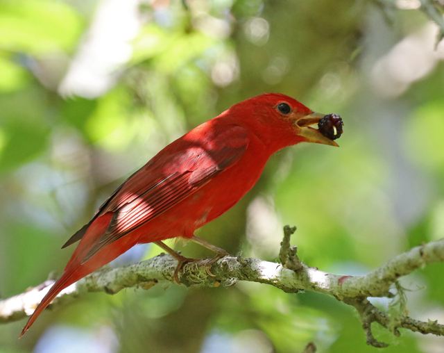 Summer Tanager at Peveto Woods