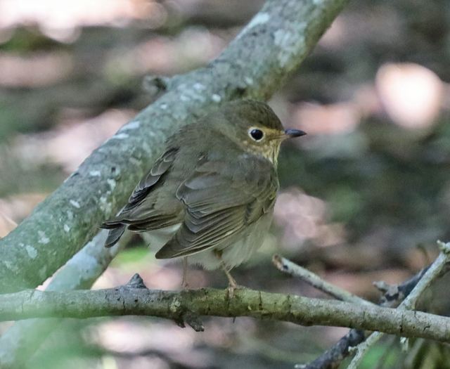 Swainson's Thrush at Peveto Woods