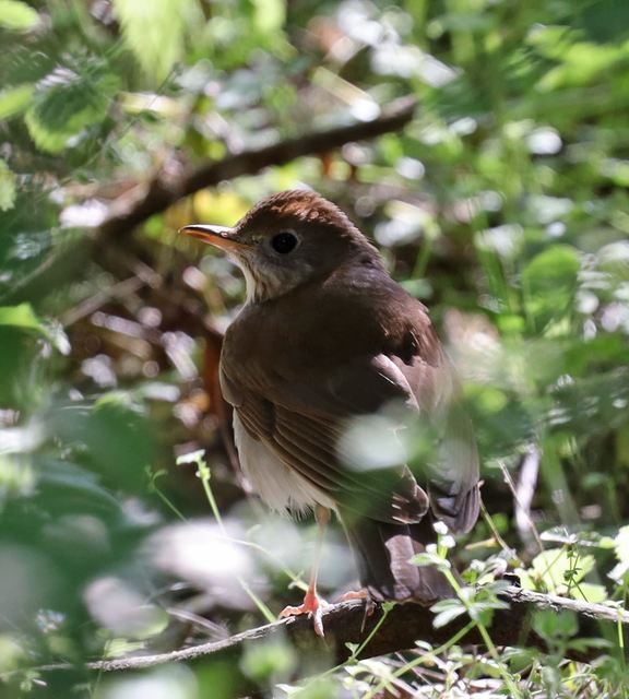 Veery at Peveto Woods