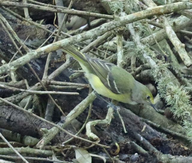 White-eyed Vireo at Peveto Woods