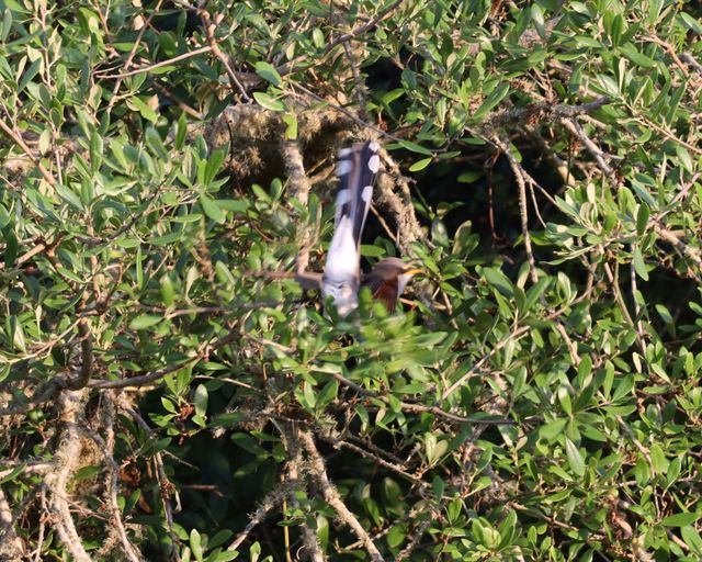 Yellow-billed Cuckoo at Peveto Woods