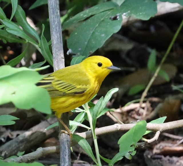 Yellow Warbler at Peveto Woods