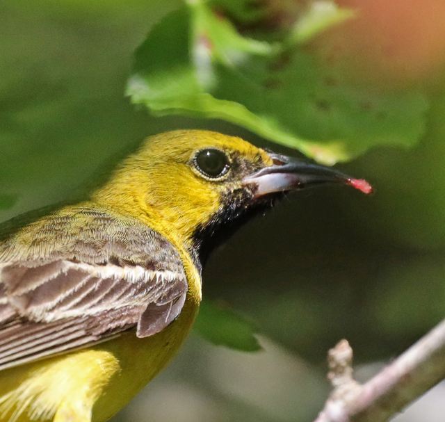 Orchard Oriole at Peveto Woods