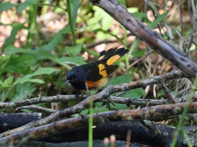 American Redstart at Peveto Woods