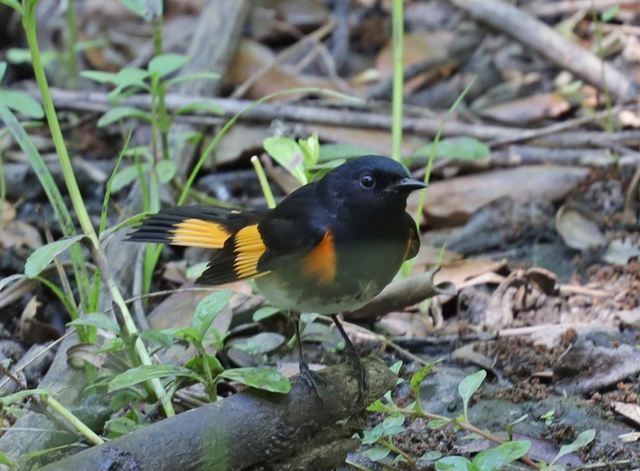 American Redstart at Peveto Woods