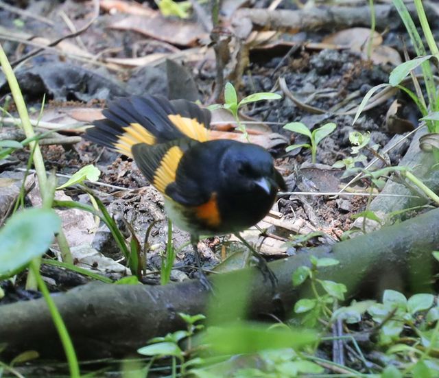 American Redstart at Peveto Woods