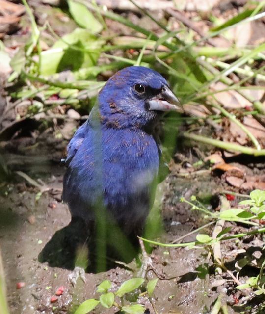 Blue Grosbeak at Peveto Woods
