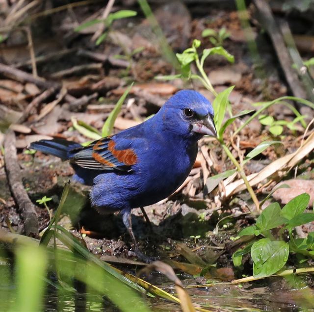 Blue Grosbeak at Peveto Woods