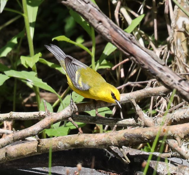 Blue-winged Warbler at Peveto Woods