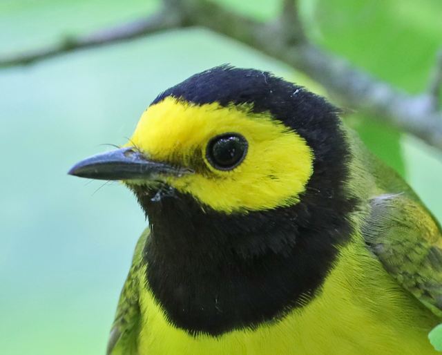 Hooded Warbler at Peveto Woods