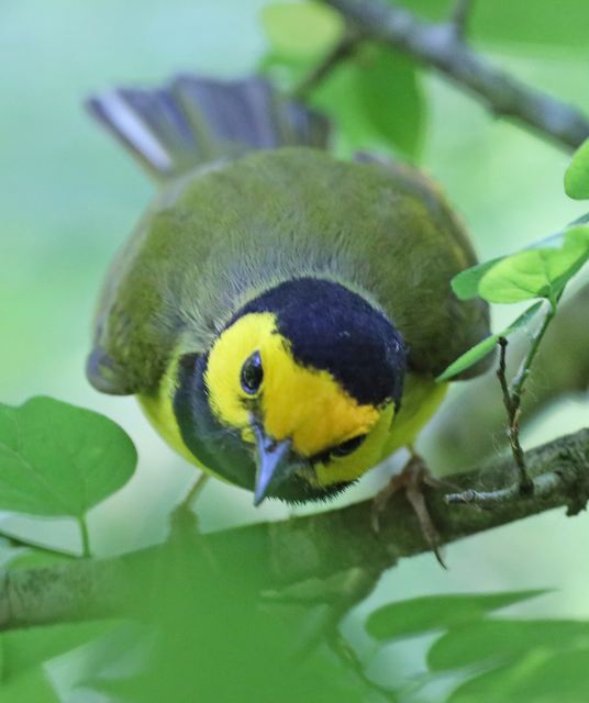 Hooded Warbler at Peveto Woods