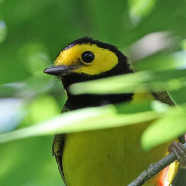 Hooded Warbler at Peveto Woods
