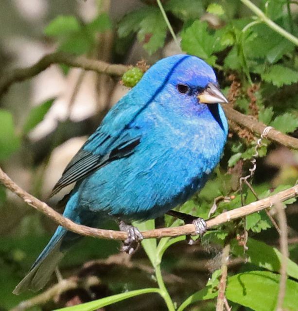 Indigo Bunting at Peveto Woods