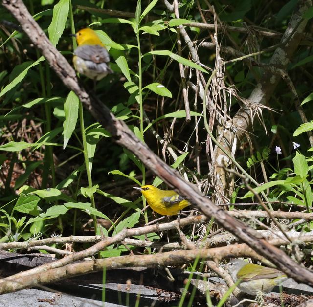 Prothonotary Warbler / Blue-winged Warbler / Tennessee Warbler at Peveto Woods