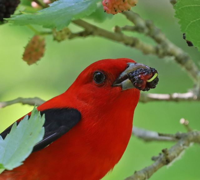 Scarlet Tanager at Peveto Woods