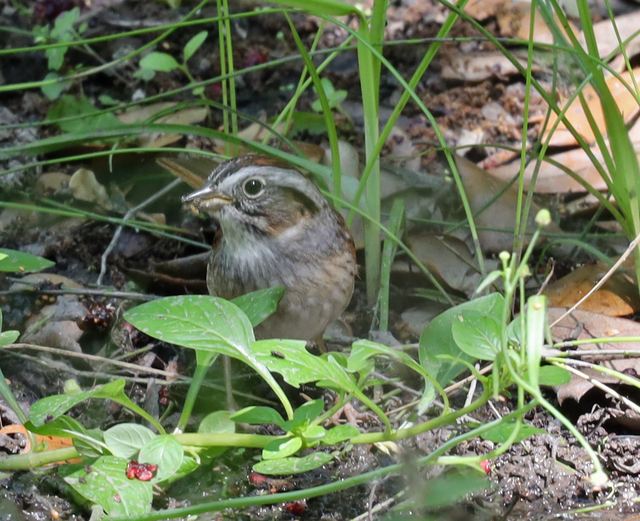Swamp Sparrow at Peveto Woods