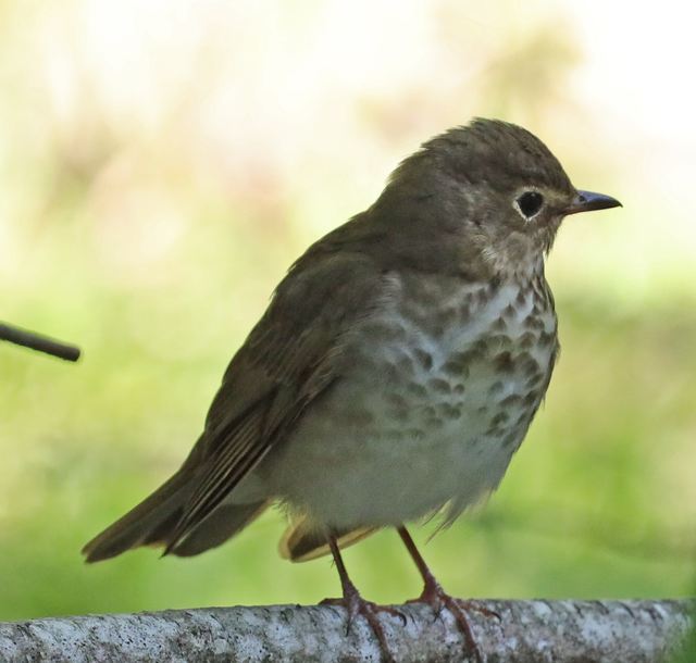 Swainson's Thrush at Peveto Woods