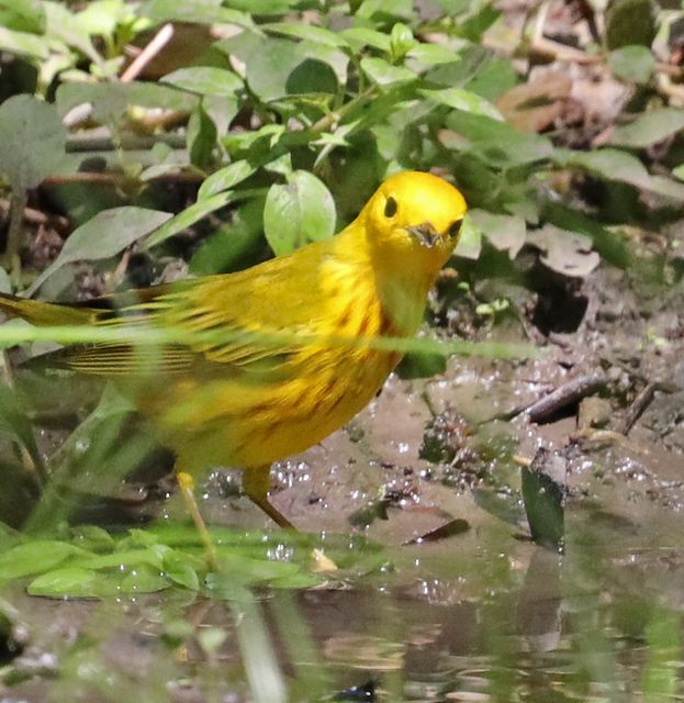 Yellow Warbler at Peveto Woods