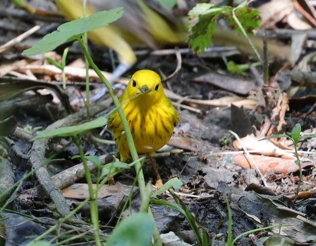 Yellow Warbler at Peveto Woods