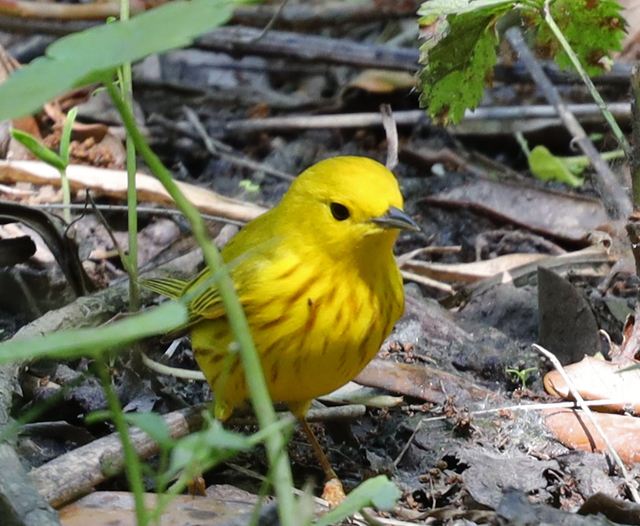 Yellow Warbler at Peveto Woods