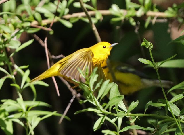 Yellow Warbler / Blue-winged Warbler at Peveto Woods