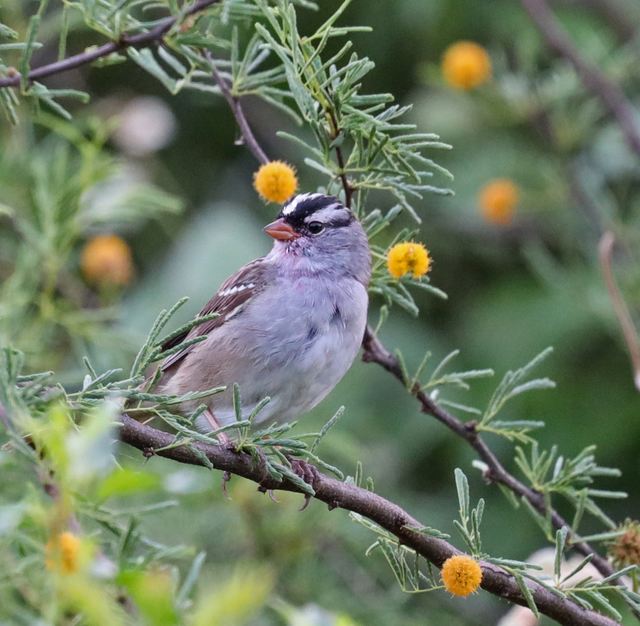 White-crowned Sparrow at Peveto Woods