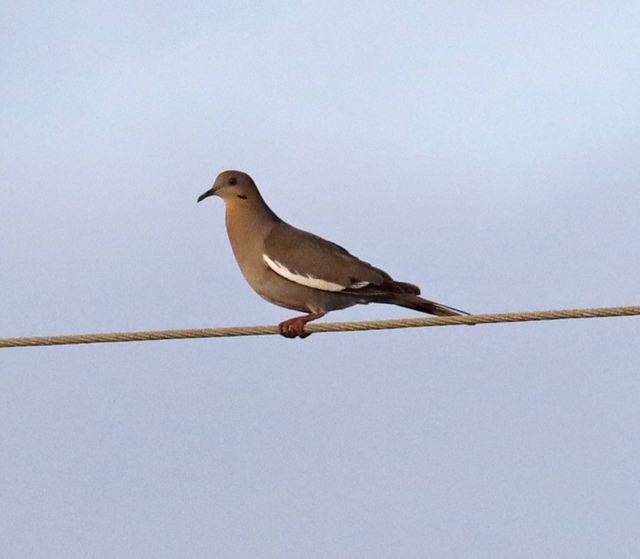White-winged Dove at Peveto Woods