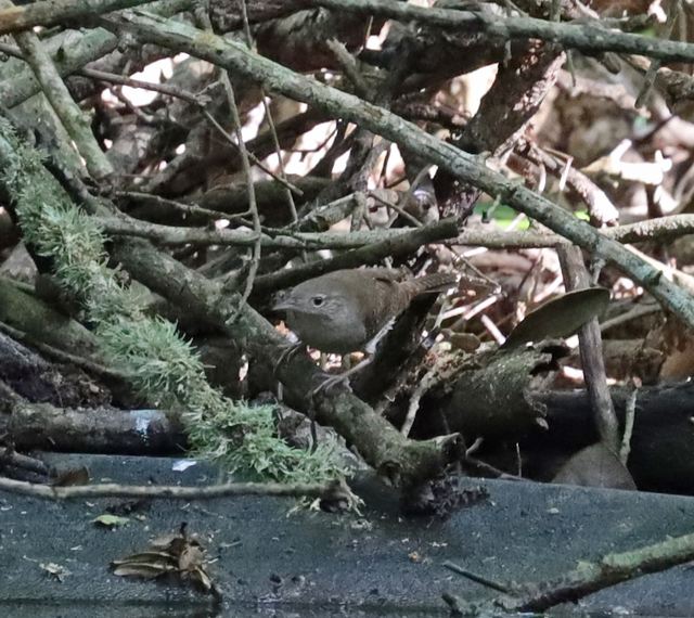 Northern House Wren at Peveto Woods