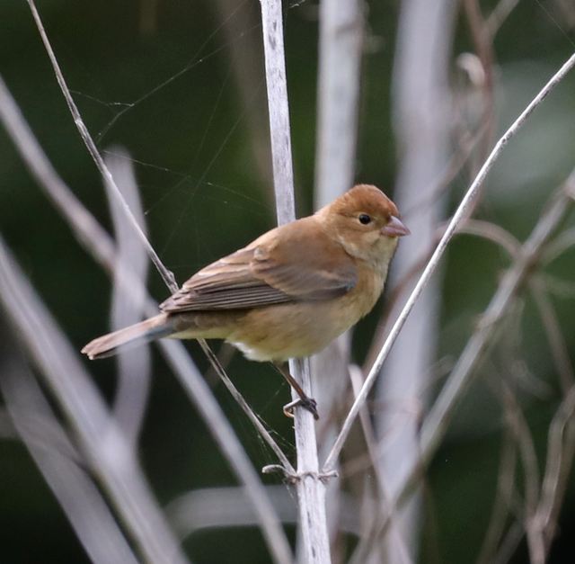Indigo Bunting at Peveto Woods