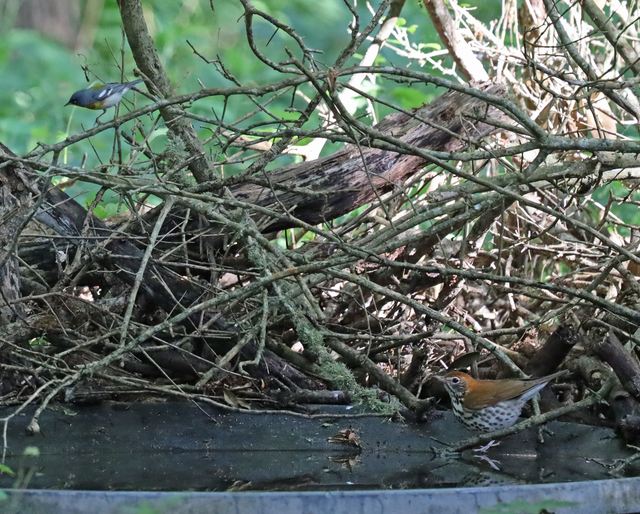 Northern Parula / Wood Thrush at Peveto Woods